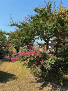間も無く、８月に入ります

今年も難なく、百日紅の花が咲きました

我々も花の様に生きたいものです

#愛知県 #名古屋#春日井市#寺社 #寺院 #感謝#サルスベリ #花 #百日紅 #美しい #夏 #季節の花