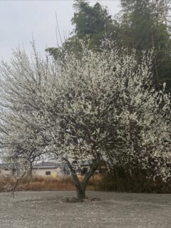 3連休が明けて、白梅が彩り始めていました
今年は少し早い気もしますが、余裕があり堪能させて頂けそうです

本日上水菅工事も無事に終わりました
まだまだ修繕ラッシュ途中ですが、参拝下さる方の心に残る様になればと願っております

次はこの石仏様台座のベースなのか、西側U字溝の蓋設置か、悩ましい所ですが、安全性を考えると早々に実施しないと思います

現在、山門前辺りにつきましては、ゴタゴタしております
ご不便等お掛け致しますが、来山の際には充分気を付けてお越し下さい
竹藪の裏側（写真の白梅）の所に駐車スペース御座いますので、そちらもご利用下さい

#春日井市
#お寺
#禅宗
#修繕
#キレイな景観