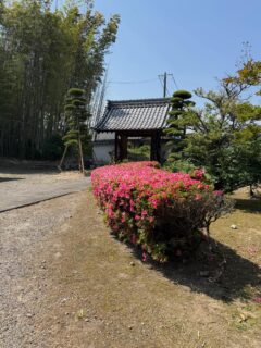待ちに待ちましたヨガ体験日となりました

天気も良く、雲ひとつない様な天気ですが、日中は暑くなりそうです(*´-`)

ピンクのお花も、無心に咲いています

日常生活をひと時でも忘れるお時間をお過ごし下さい‼️

午後１時より２時まで
本堂にて執り行いますので、どなた様でも参加頂けます
費用はワンコインの500円でございます

水分お持ち下さり、ご来山下さい

#春日井市
#寺院
#東山ヨガ
#体験
#リラックス