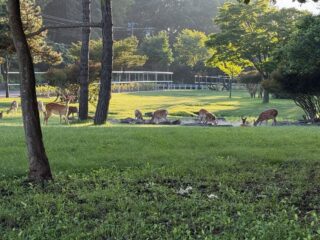 あっーという間の北海道生活が終わり、酷暑の土地に降り立ちました

でも40℃無いからなんとかなるかと、思ってます

昨日、お寺の近くで見た鹿さん達

まるで、奈良公園に来たんじゃ無いかと錯覚しました

夕刻はお参りがあるので、気合を入れて向かいます

外に居てると、自然のエアコンレベルな程涼を感じました

#春日井市
#北海道
#寺院
#お盆
#鹿